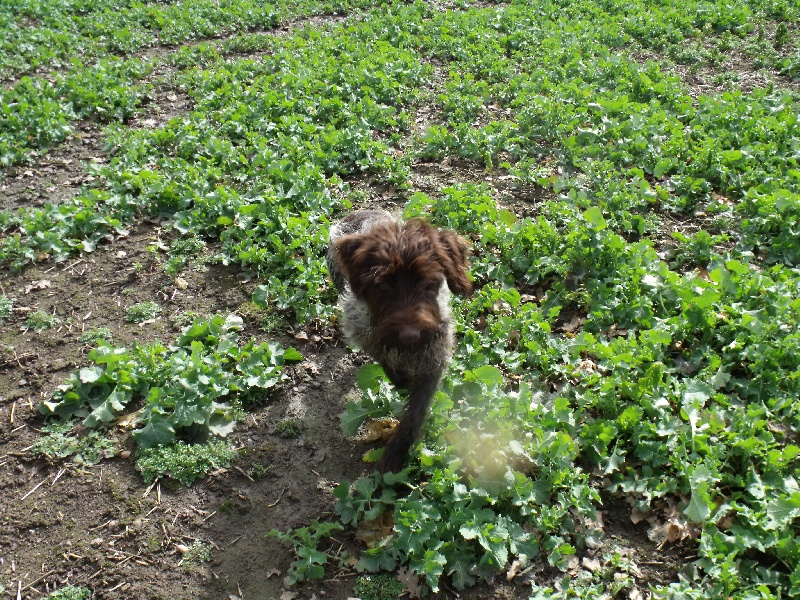 Hebert du jardin des aubert