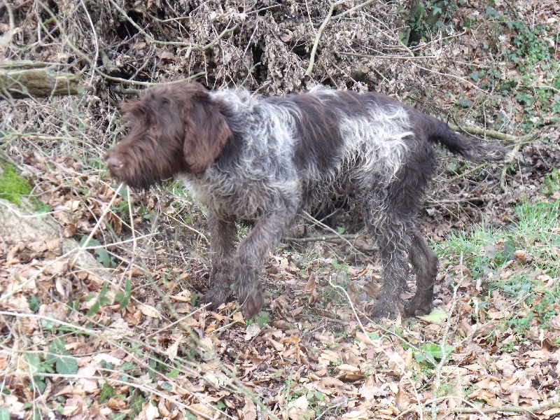 Hebert du jardin des aubert
